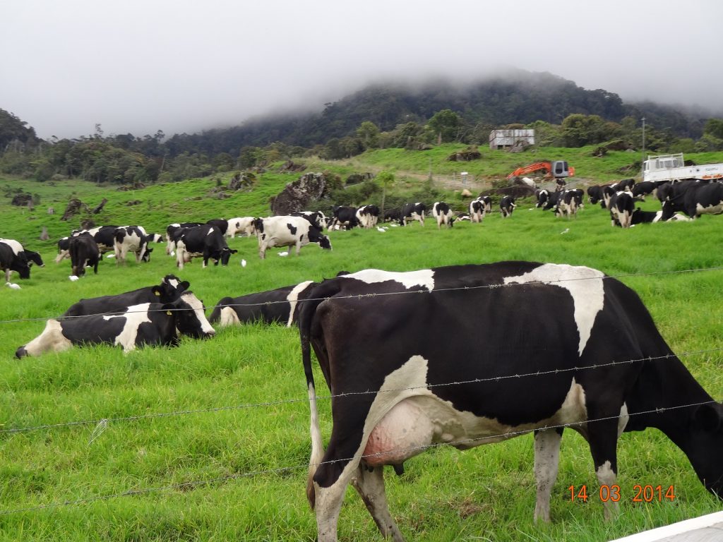 Desa dairy farm booking